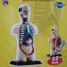 Анатомическая модель человека, размер 12.7 см, 32 детали Edu-Toys SK008 фото - 3