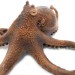 Осьминог обыкновенный 20 см Octopus vulgaris — фигурка-игрушка фото - 4